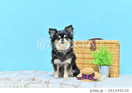 チワワの旅行　イメージ（青色背景） 101344210