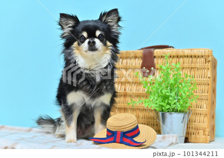 チワワの旅行　イメージ（青色背景） 101344211