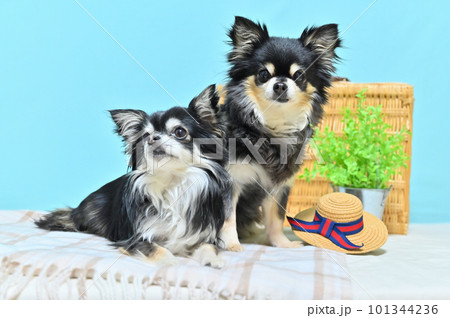 仲良しチワワの旅行 イメージ(青色背景) 仲良しチワワの旅行 イメージ(青色背景) 101344236