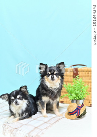 仲良しチワワの旅行　イメージ（青色背景） 101344243