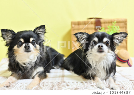 仲良しチワワの旅行　イメージ（黄色背景） 101344387