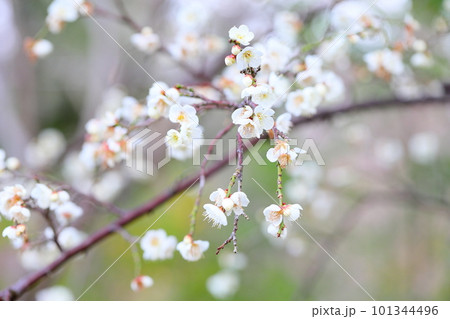 しだれ梅の花 玉咢枝垂 しだれ梅の花 玉咢枝垂 101344496