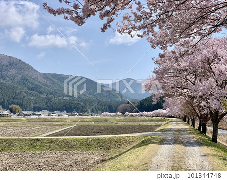 満開の桜並木(コヒガンザクラ)が青空と新緑に映える田園風景〈清水地区名倉川沿い/愛知県北設楽郡〉 満開の桜並木(コヒガンザクラ)が青空と新緑に映える田園風景〈清水地区名倉川沿い/愛知県北設楽郡〉 101344748