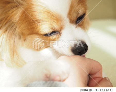 飼い主の手を舐める愛犬、パピヨン 101344831