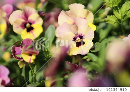 カラフルなビオラの花 カラフルなビオラの花 101344910