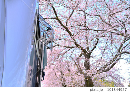 キャンピングカーでお花見　満開の桜並木 101344927