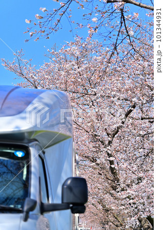 キャンピングカーでお花見　満開の桜並木 101344931