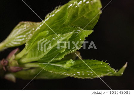 自然　植物　ハナイカダ、四月初め。展開を始めた若葉の上に蕾。雌花の様です 101345083