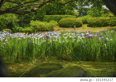 花菖蒲の庭園 101345217
