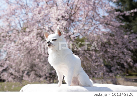垂れ桜と白いチワワのバストアップ 101345226