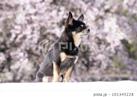 垂れ桜とチワワのバストアップ 垂れ桜とチワワのバストアップ 101345228