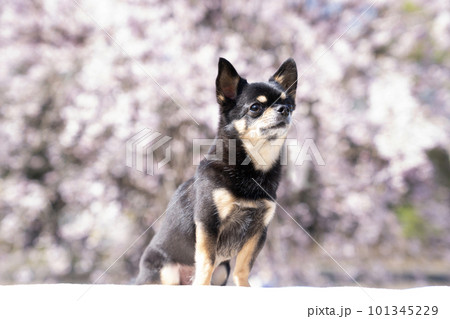 垂れ桜とチワワのバストアップ 垂れ桜とチワワのバストアップ 101345229