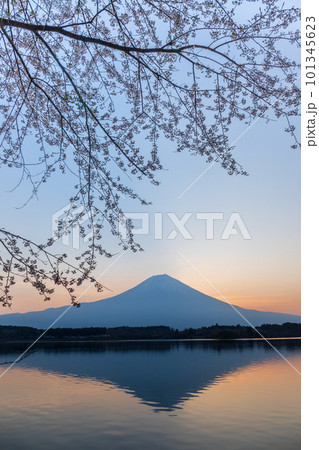 夜明けの田貫湖湖畔から咲き初めの桜と富士山 夜明けの田貫湖湖畔から咲き初めの桜と富士山 101345623