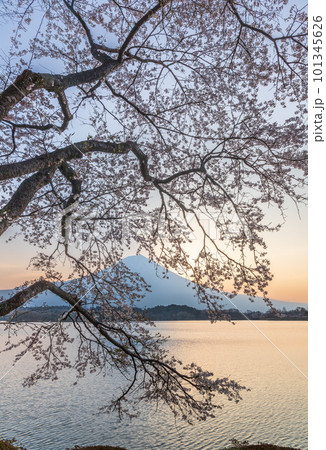 夜明けの田貫湖湖畔から咲き初めの桜と富士山 101345626