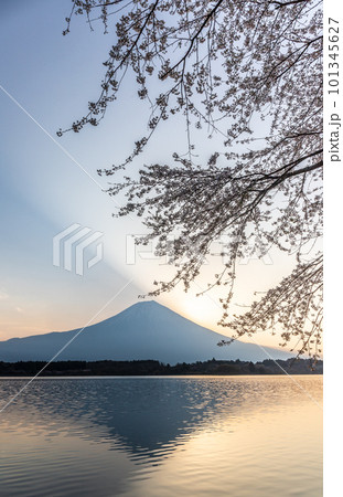 夜明けの田貫湖湖畔から咲き初めの桜と富士山 101345627