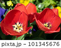 赤いチューリップのアップ 101345676