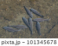 水中で群れる鯉 101345678