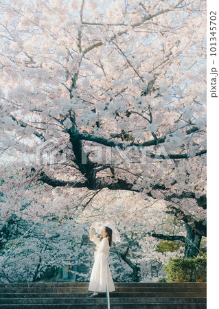 桜の観光名所で佇む女性 桜の観光名所で佇む女性 101345702