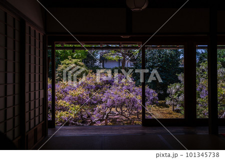 京都市右京区 妙心寺 塔頭長慶院で撮影した藤の花 101345738