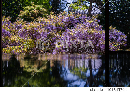 京都市右京区 妙心寺 塔頭長慶院で撮影した藤の花 101345744