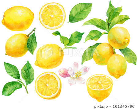 水彩で描いたレモンの実と葉と花のイラスト 素材集 101345790