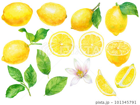 水彩で描いたレモンの実と葉と花のイラスト 素材集 水彩で描いたレモンの実と葉と花のイラスト 素材集 101345791