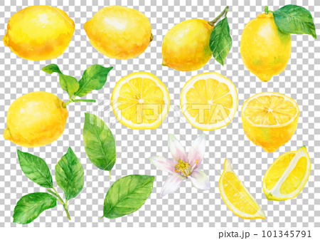 水彩で描いたレモンの実と葉と花のイラスト 素材集 101345791