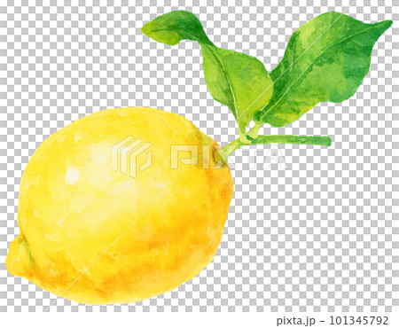 用水彩畫的檸檬與枝葉的插圖 101345792