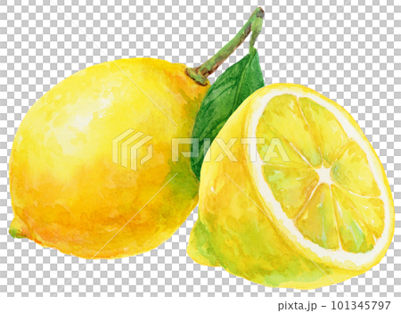 水彩で描いた2個のレモンのイラストのイラスト素材 [101345797] - PIXTA