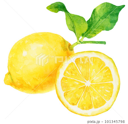 水彩で描いた葉がついたレモンのイラスト 101345798