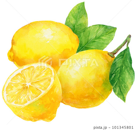 水彩で描いた3つのレモンとレモンの葉のイラスト 101345801