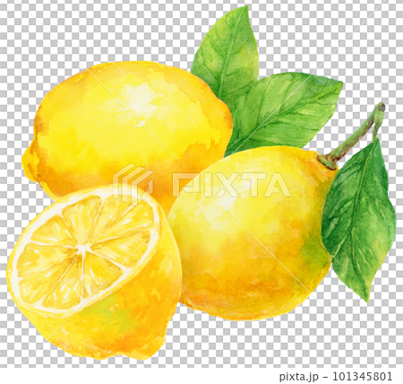水彩で描いた3つのレモンとレモンの葉のイラスト 101345801