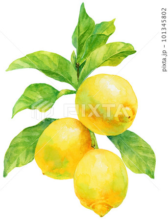 レモンの実と枝と葉の水彩イラストのイラスト素材 [101345802] - PIXTA