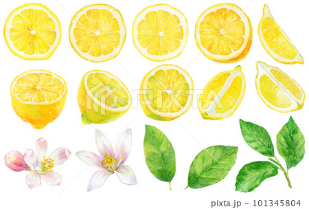 水彩で描いたレモンの素材イラスト　輪切りとカットレモンと葉と花 101345804
