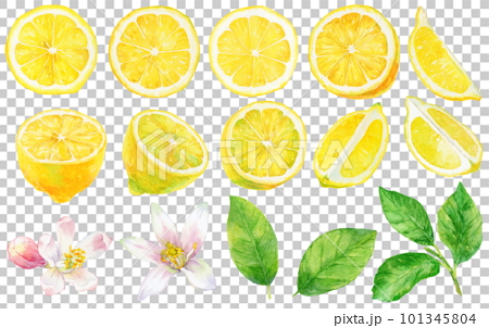 水彩で描いたレモンの素材イラスト　輪切りとカットレモンと葉と花 101345804