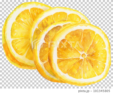 水彩で描いたスライスレモンのイラスト 101345805
