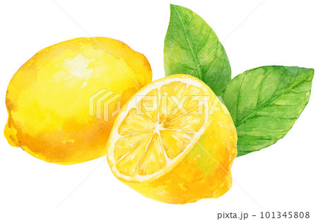 水彩で描いた葉つきのレモンのイラスト 101345808