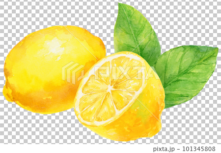 Illustration of a lemon with leaves painted by - Stock Illustration of a lemon with leaves painted by - Stock