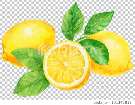 Illustration of fresh lemons and lemon leaves painted by watercolor 101345812