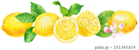 水彩で描いたたくさんの横並びのレモンのイラスト 101345814