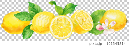 水彩で描いたたくさんの横並びのレモンのイラスト 101345814