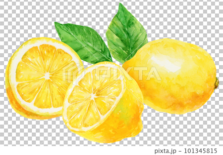 水彩で描いた3つのレモンとレモンの葉のイラストのイラスト素材