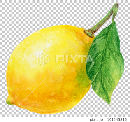葉がついたレモンの水彩画 葉がついたレモンの水彩画 101345816
