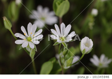 自然　植物　ノミノフスマ、畔などに生える雑草。深裂五弁の白い花が地面を覆います 101345946