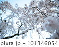 見上げる桜 101346054
