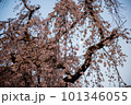 青空に映える枝垂れ桜 101346055