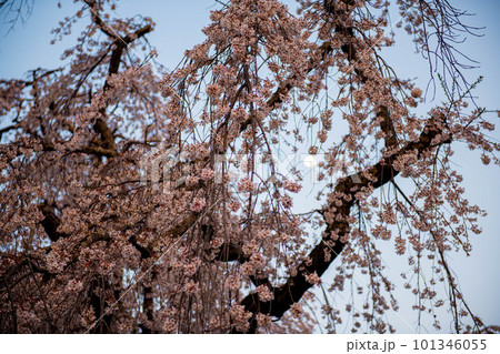青空に映える枝垂れ桜 101346055
