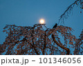 桜の木と沈む太陽 101346056
