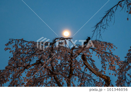 桜の木と沈む太陽 桜の木と沈む太陽 101346056