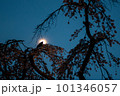 月の出と桜 101346057